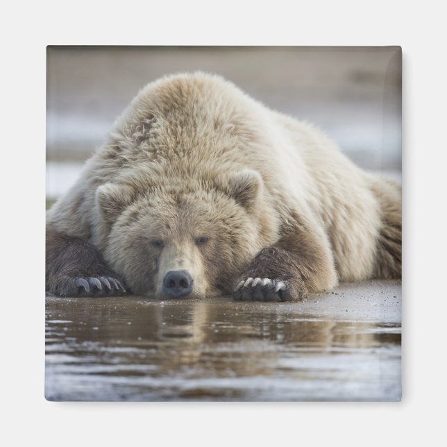 USA, Alaska, Katmai National Park, Brown Bear Magnet (Front)
