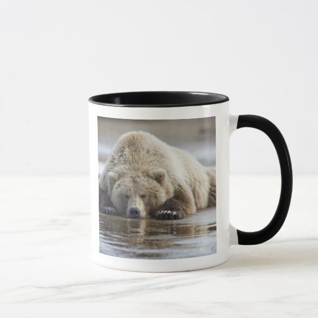 USA, Alaska, Katmai National Park, Brown Bear Mug (Right)
