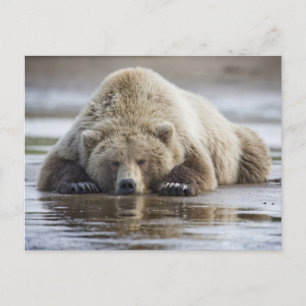 USA, Alaska, Katmai National Park, Brown Bear Postcard