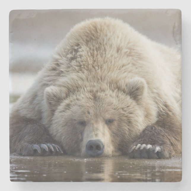 USA, Alaska, Katmai National Park, Brown Bear Stone Coaster (Front)