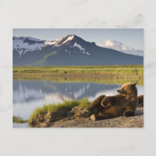 USA, Alaska, Katmai National Park, Brown Bears 2 Postcard
