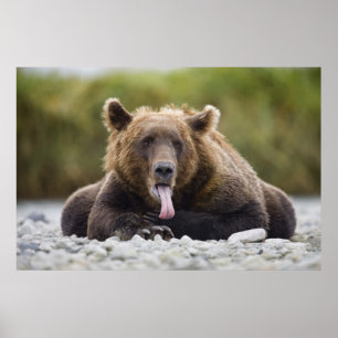 USA, Alaska, Katmai National Park, Kukak Bay, Poster