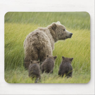 USA, Alaska, Lake Clark National Park. Grizzly Mouse Pad
