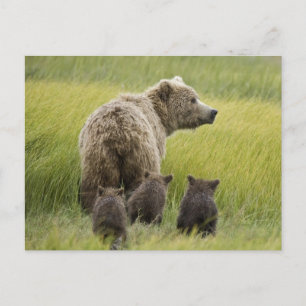 USA, Alaska, Lake Clark National Park. Grizzly Postcard