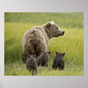 USA, Alaska, Lake Clark National Park. Grizzly Poster