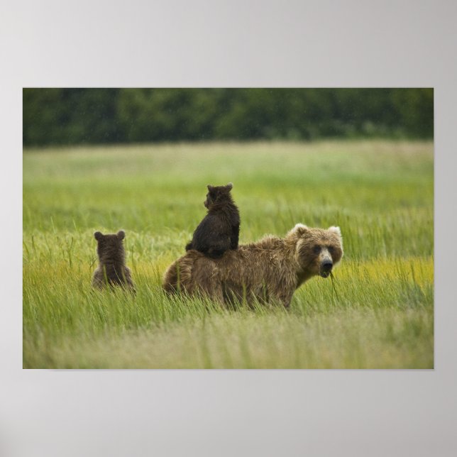 USA, Alaska, Lake Clark National Park Poster (Front)