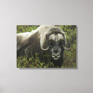 USA, Alaska, Nome. Close-up of musk ox Canvas Print