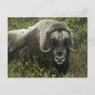 USA, Alaska, Nome. Close-up of musk ox Postcard