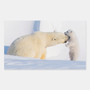 USA, Alaska, North Slope Polar Bears Sticker
