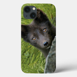 USA, Alaska, Pribilof Islands, St Paul. Blue iPhone 13 Case