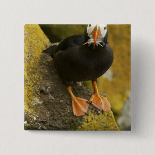 USA, Alaska, Pribilof Islands, St Paul. Tufted 2 Inch Square Button