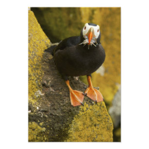 USA, Alaska, Pribilof Islands, St Paul. Tufted Photo Print