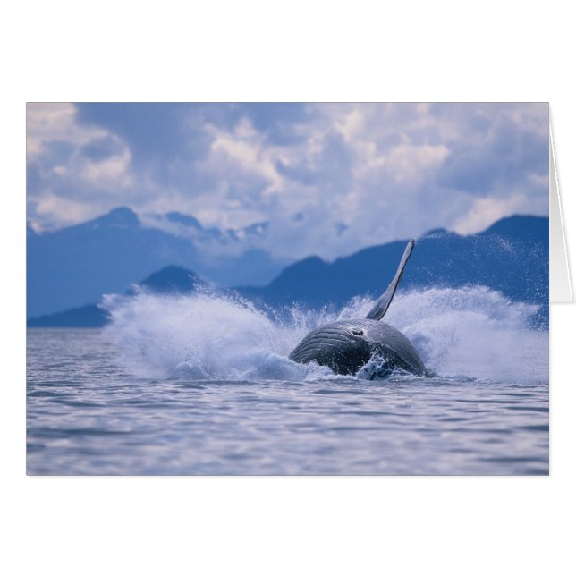 USA, Alaska, Tongass National Forest, Humpback (Front Horizontal)
