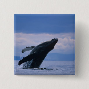 USA, Alaska, Tongass National Forest, Humpback 2 Inch Square Button