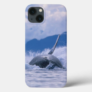 USA, Alaska, Tongass National Forest, Humpback 4 iPhone 13 Case