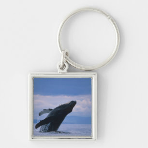 USA, Alaska, Tongass National Forest, Humpback Keychain