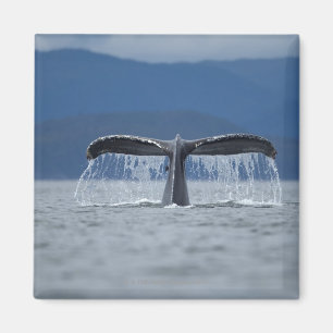 USA, Alaska, Tongass National Forest, Humpback Magnet