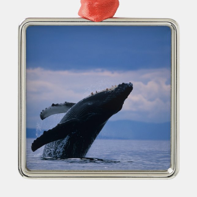 USA, Alaska, Tongass National Forest, Humpback Metal Ornament (Front)