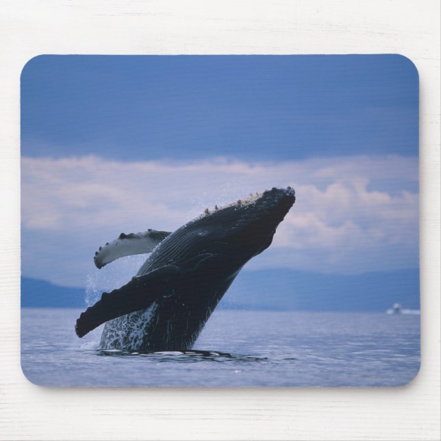 USA, Alaska, Tongass National Forest, Humpback Mouse Pad (Front)