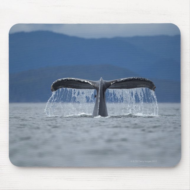 USA, Alaska, Tongass National Forest, Humpback Mouse Pad (Front)