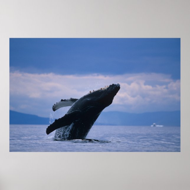 USA, Alaska, Tongass National Forest, Humpback Poster (Front)