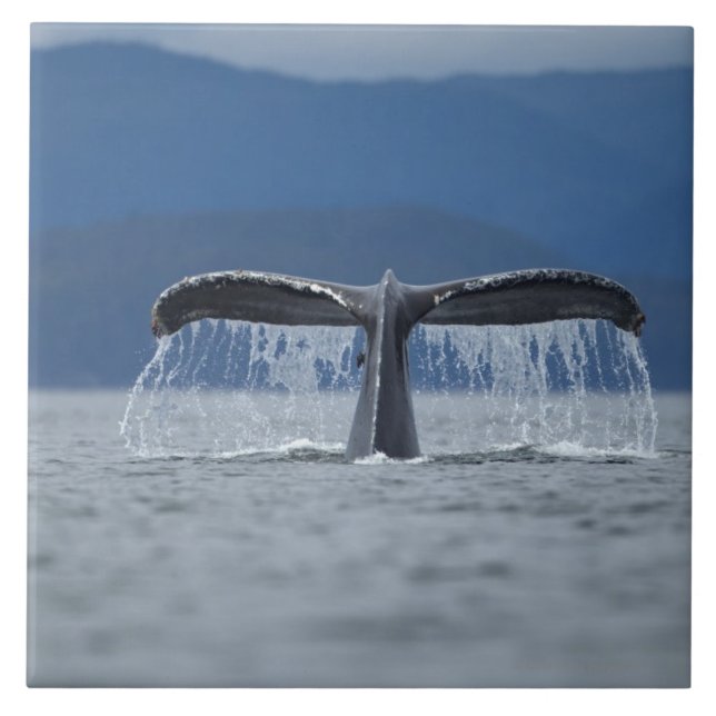 USA, Alaska, Tongass National Forest, Humpback Tile (Front)