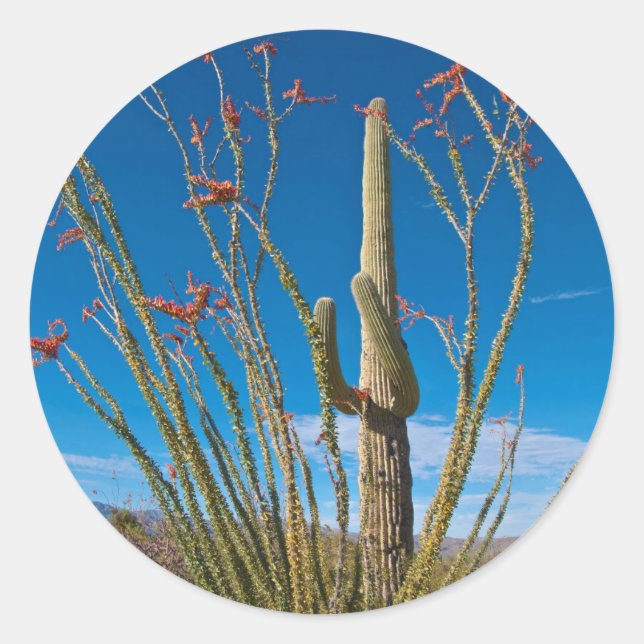 USA, Arizona. Cactus In Saguaro National Park Classic Round Sticker (Front)