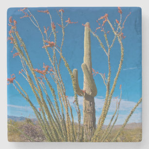 USA, Arizona. Cactus In Saguaro National Park Stone Coaster