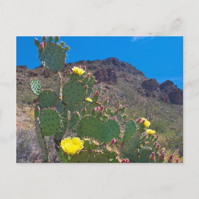 USA, Arizona. Cactus In The Hills Postcard (Front)