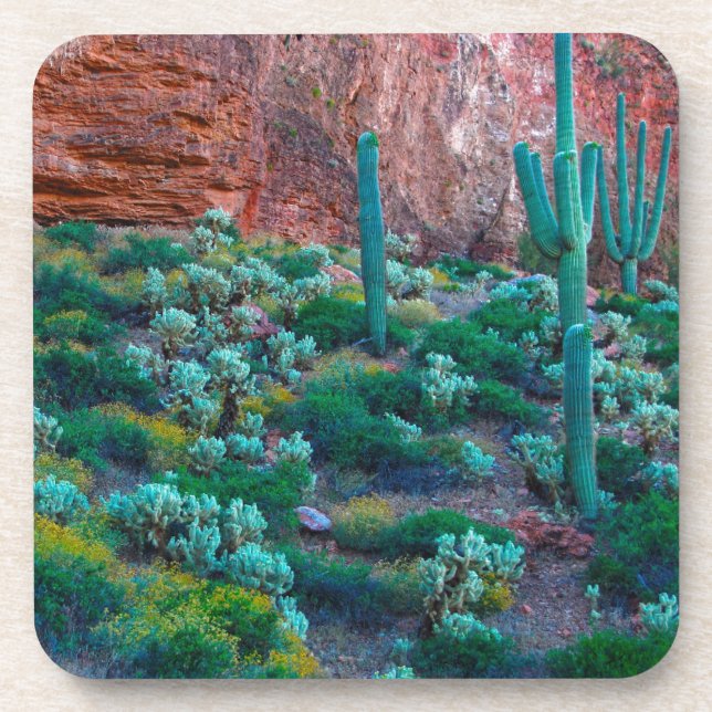 USA, Arizona. Desert Flora Coaster (Front)
