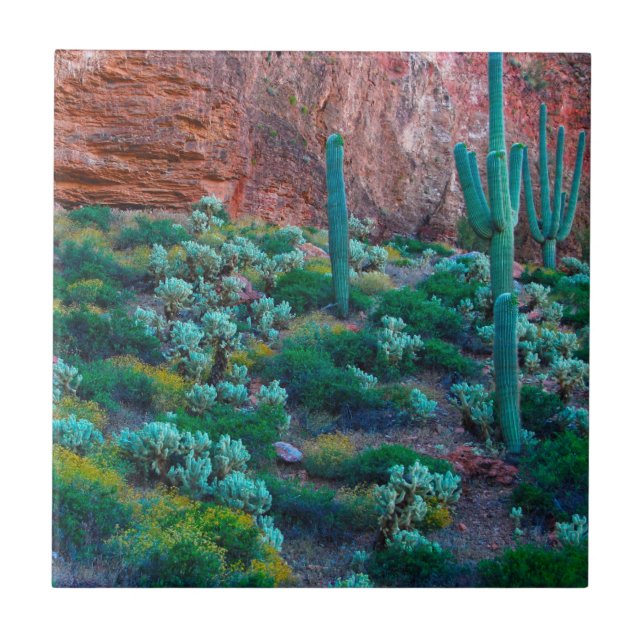 USA, Arizona. Desert Flora Tile (Front)