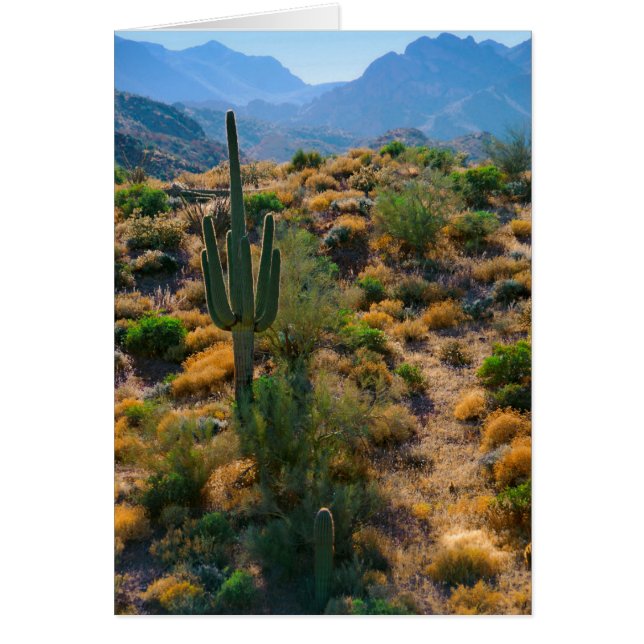 USA, Arizona. Desert View (Front)