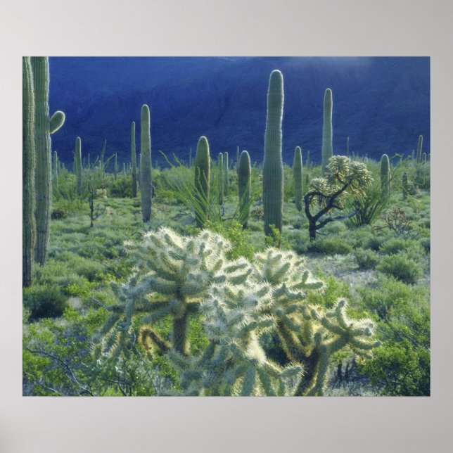 USA, Arizona, Organ Pipe Cactus National Poster (Front)