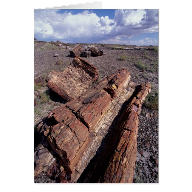 USA, Arizona, Petrified Forest National Park, 2 (Front)