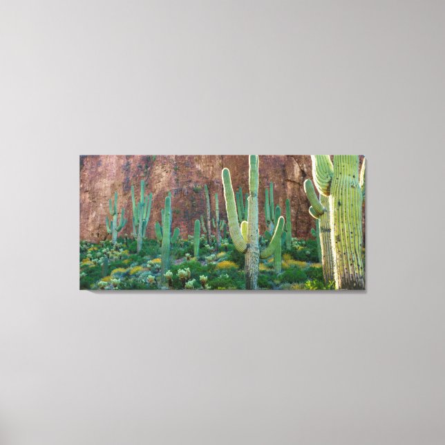 USA, Arizona. Saguaro Cactus Field By A Cliff Canvas Print (Front)