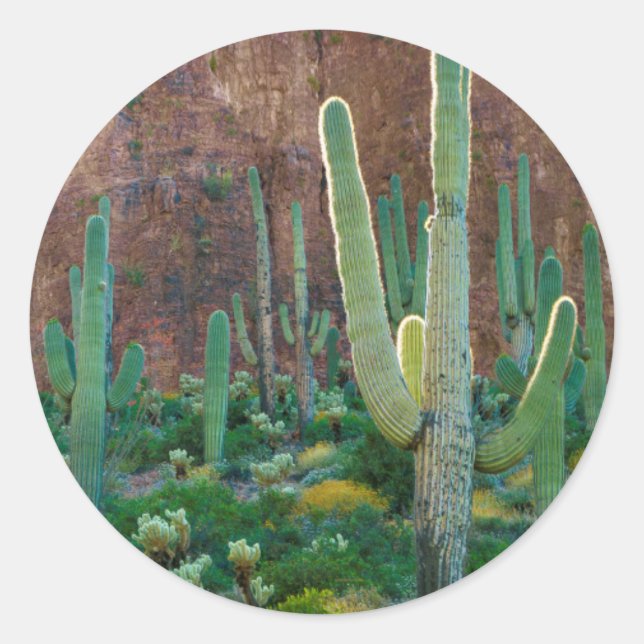 USA, Arizona. Saguaro Cactus Field By A Cliff Classic Round Sticker (Front)