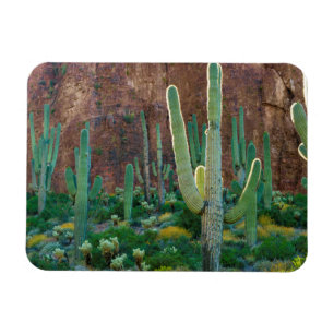 USA, Arizona. Saguaro Cactus Field By A Cliff Magnet