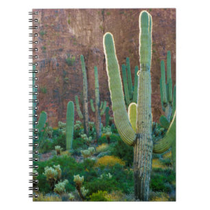 USA, Arizona. Saguaro Cactus Field By A Cliff Notebook