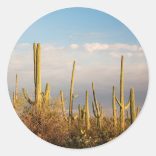 USA, Arizona, Saguaro National Park, Saguaro Classic Round Sticker