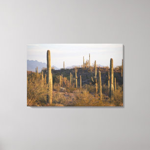 USA, Arizona, Sonoran Desert, Ajo, Ajo 2 Canvas Print