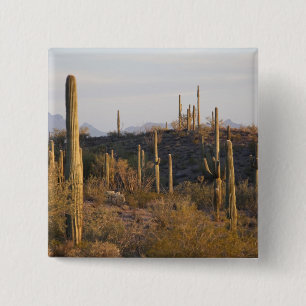 USA, Arizona, Sonoran Desert, Ajo, Ajo 2 Inch Square Button