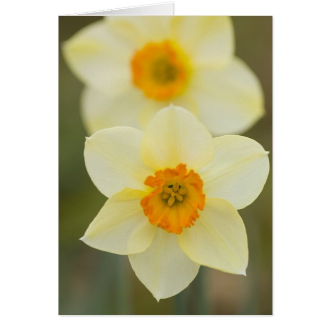 USA, Arlington, Virginia, closeup of white (Front)