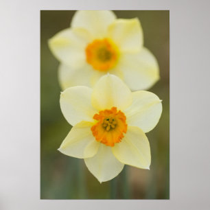 USA, Arlington, Virginia, closeup of white Poster