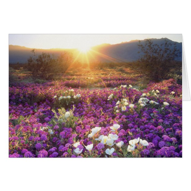 USA, California, Anza-Borrego Desert State Park. 2 (Front Horizontal)