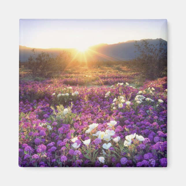 USA, California, Anza-Borrego Desert State Park. 2 Magnet (Front)