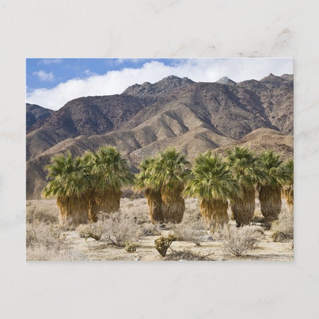 USA, California, Anza-Borrego Desert State Park. Postcard (Front)