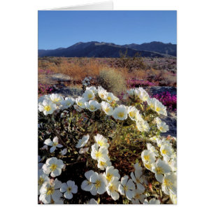 USA, California, Anza-Borrego DSP. Dune evening 2