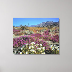 USA, California, Anza-Borrego DSP. Dune evening Canvas Print