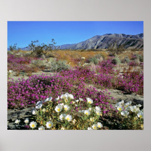 USA, California, Anza-Borrego DSP. Dune evening Poster