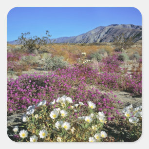 USA, California, Anza-Borrego DSP. Dune evening Square Sticker